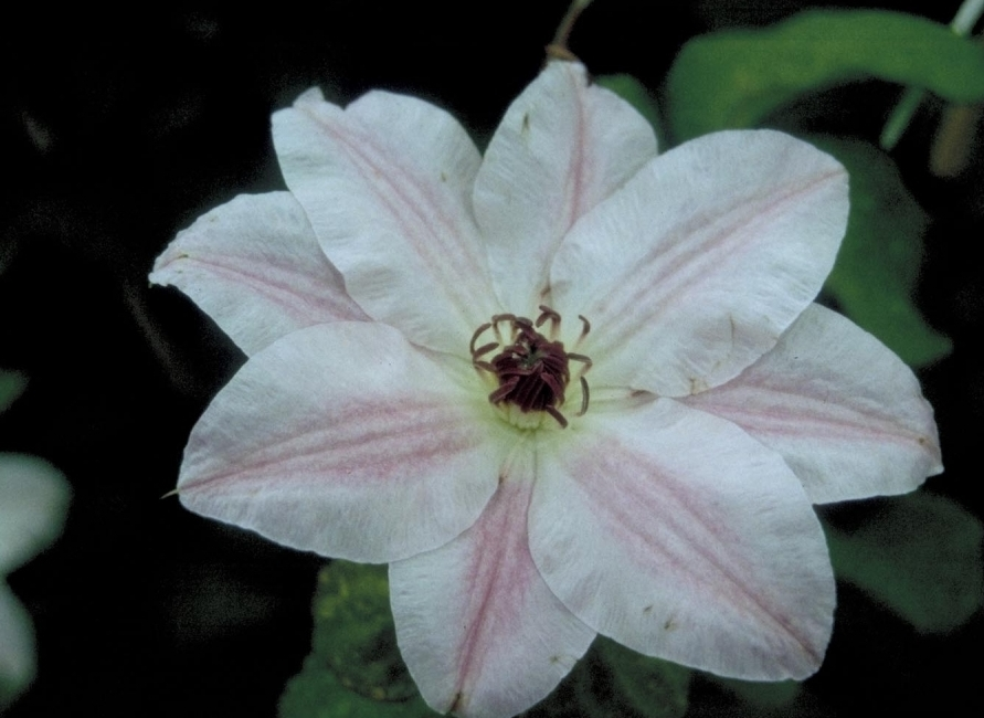 Clematis 'Captaine Thuilleaux'