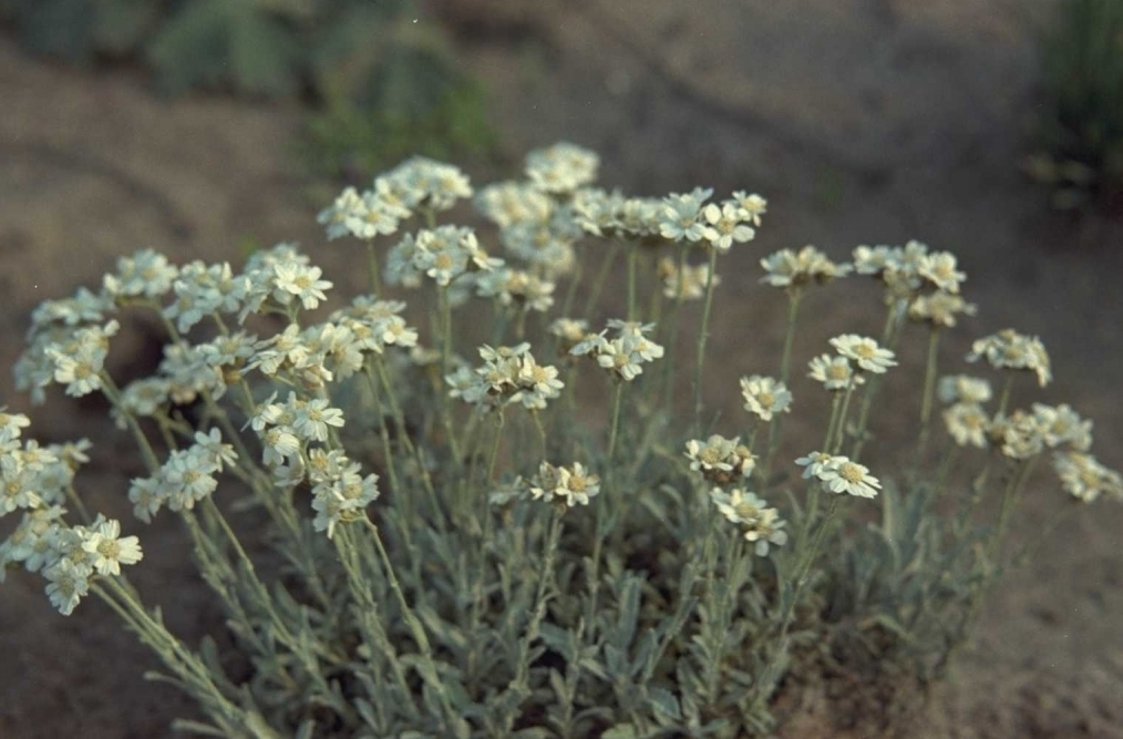 Duizendblad - Achillea umbellata