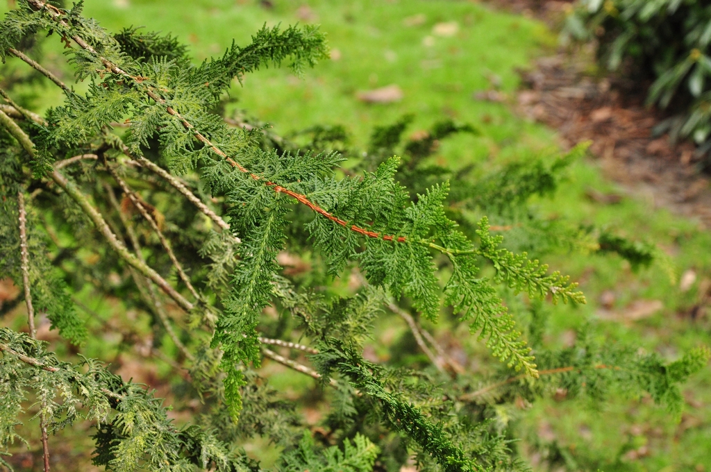 Chamaecyparis obtusa 'Filicoides'