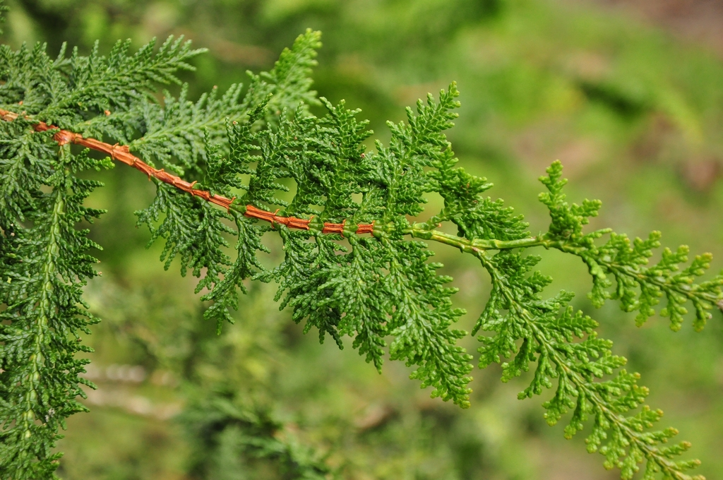 Chamaecyparis obtusa 'Filicoides'