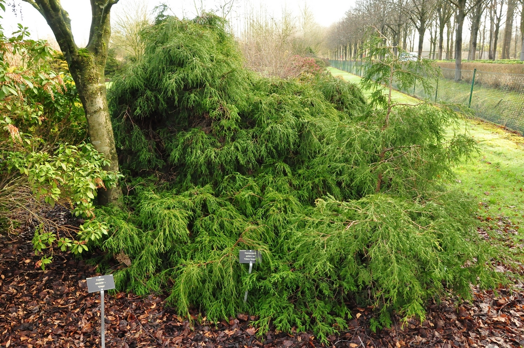 Japanse cipres - Chamaecyparis pisifera 'Sungold'