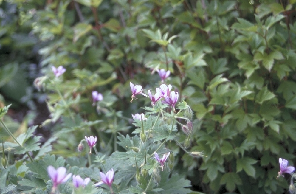 Ooievaarsbek - Geranium aristatum