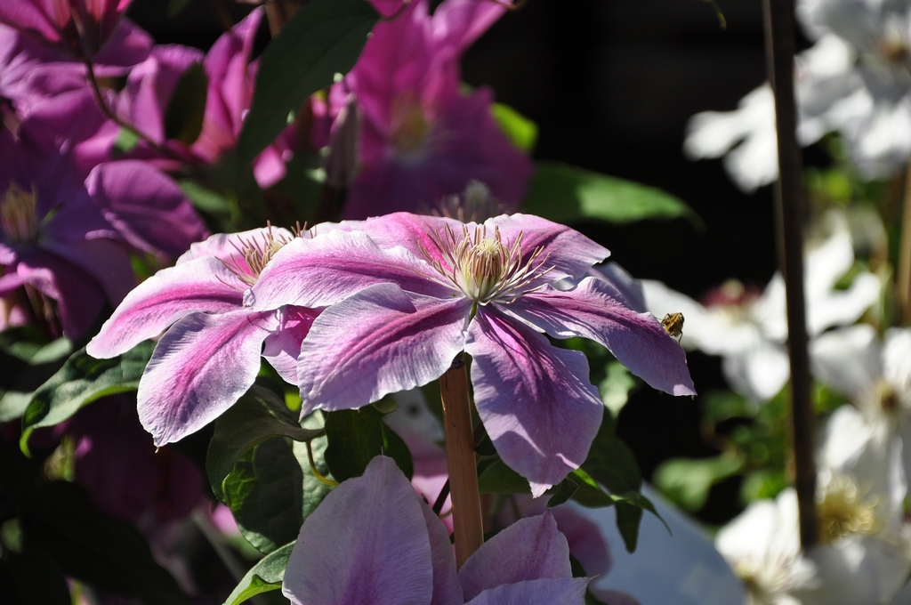 Clematis 'Bees' Jubilee'