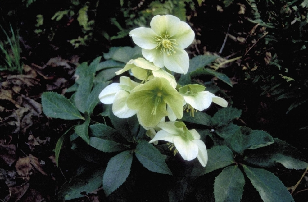 Christrose - Helleborus x nigricors 'White Beauty