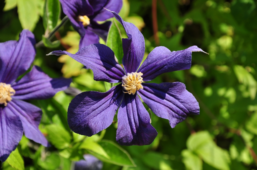 Clematis x durandii