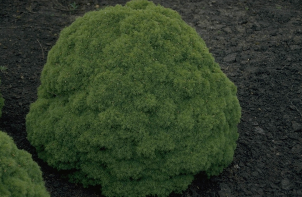 Picea glauca 'Alberta Globe'