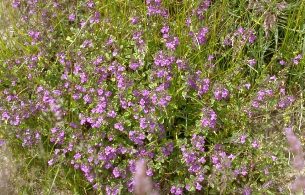 Acinos alpinus