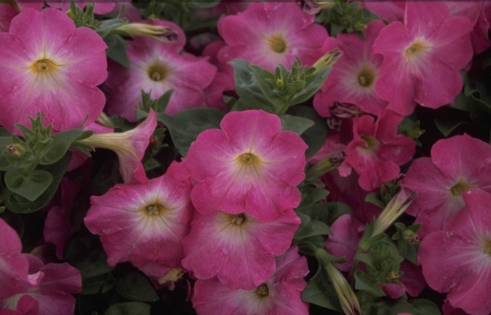 Petunia 'Polo Rose Flare'