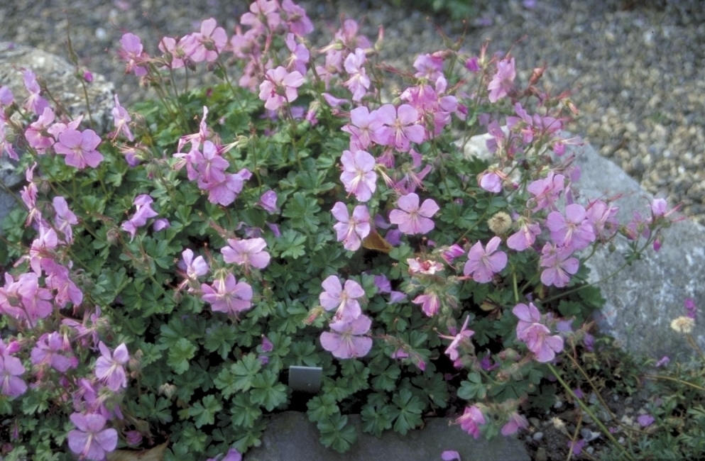 Geranium dalmaticum 'Bressingham Pink'