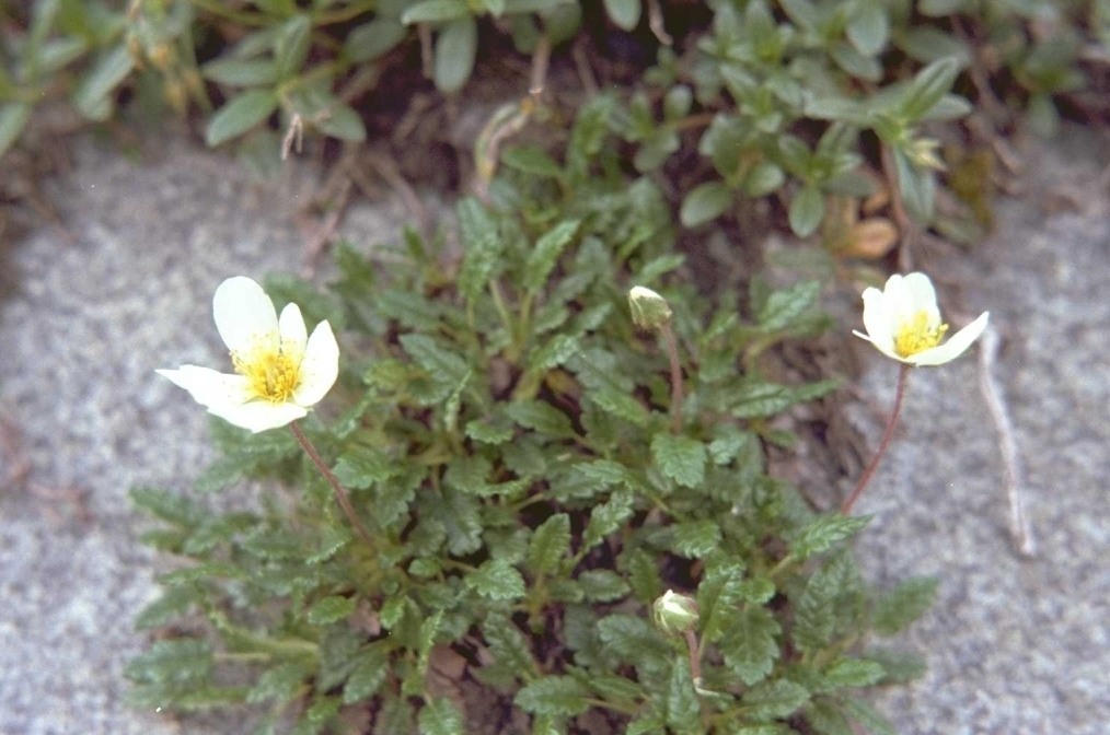 Zilverblad - Dryas octopetala