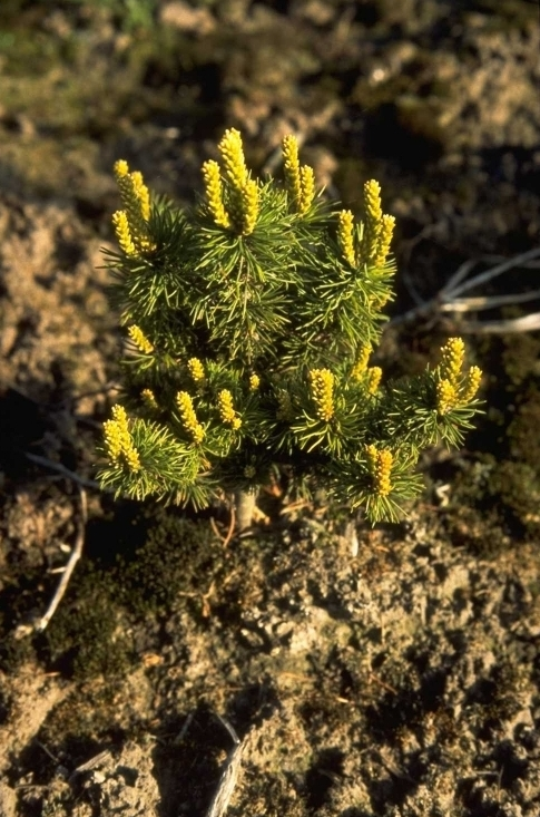 Pinus parviflora 'Adcock's Dwarf'