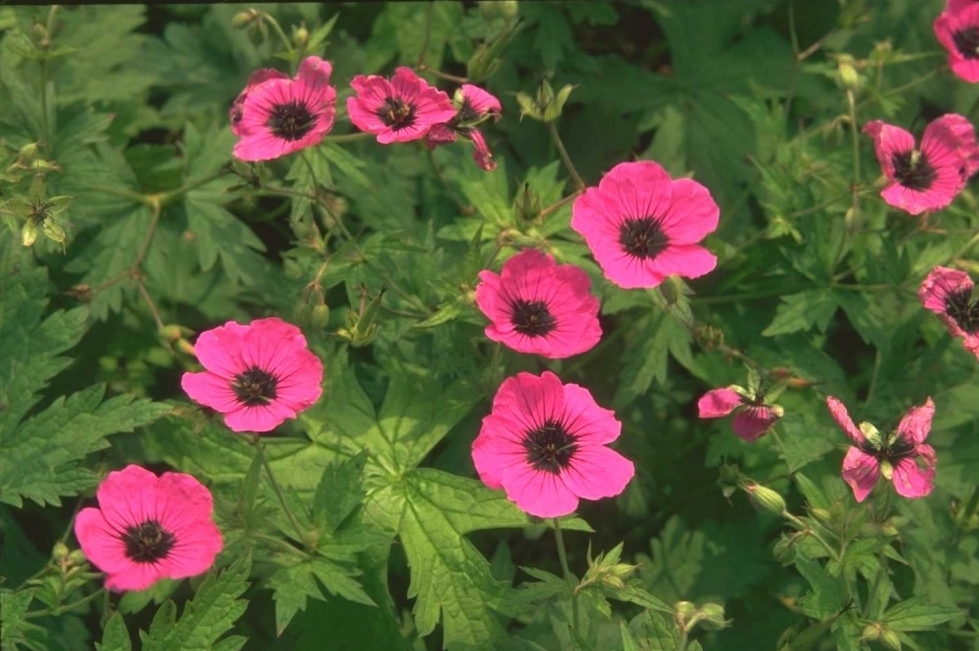 Ooievaarsbek - Geranium psilostemon 'Bressingham Flair'