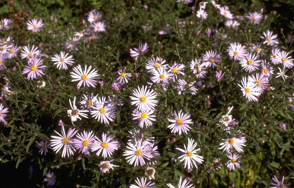 Aster pyrenaeus 'Lutetia'