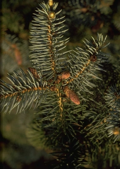 Picea breweriana