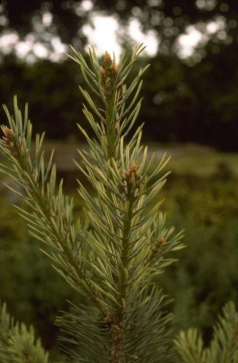 Pinus sylvestris 'Inverleith'