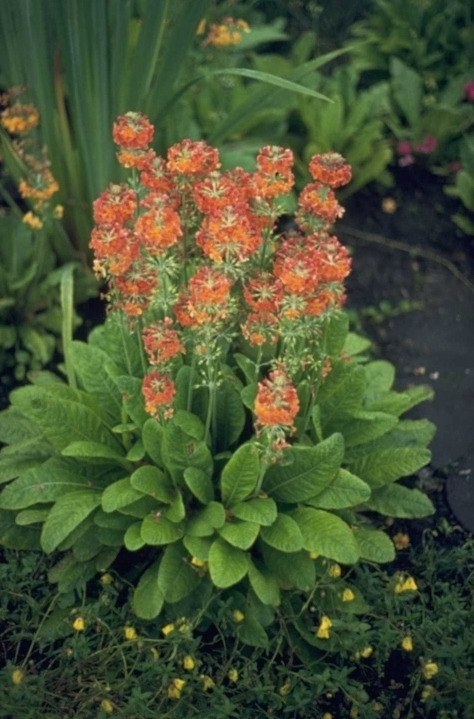 Etage-primula - Primula bulleyana