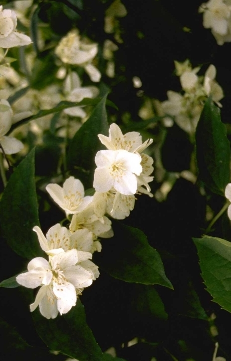 Welriekende Jasmijn - Philadelphus coronarius