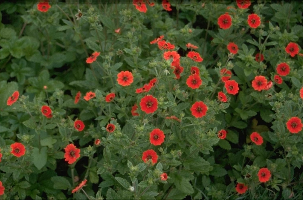 Potentilla 'Gibson's Scarlet'