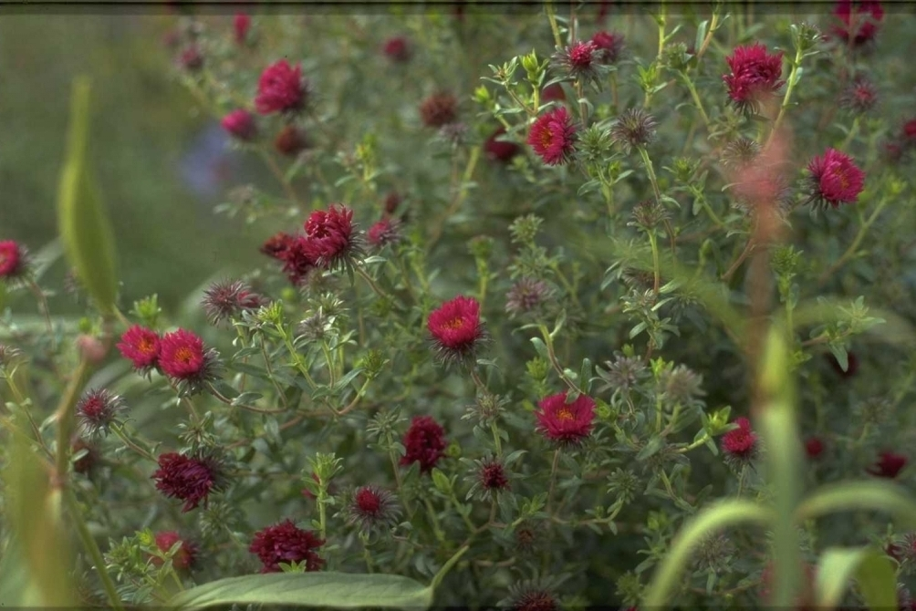 Herfstaster - Aster novae-angliae 'Rubinschatz'