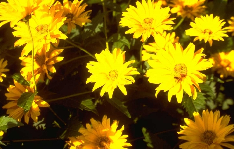 Zonneoog - Heliopsis helianthoides 'Spitzentänzerin'