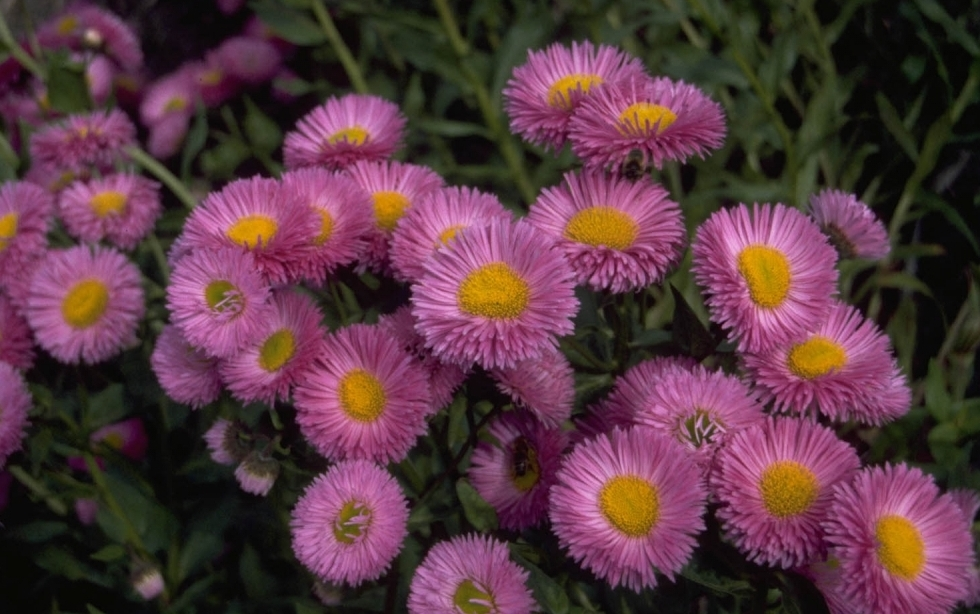 Fijnstraal - Erigeron 'Rosa Triumph'