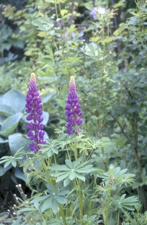 Lupine - Lupinus 'Thundercloud'