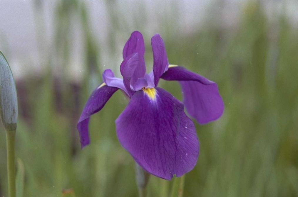 Iris ensata