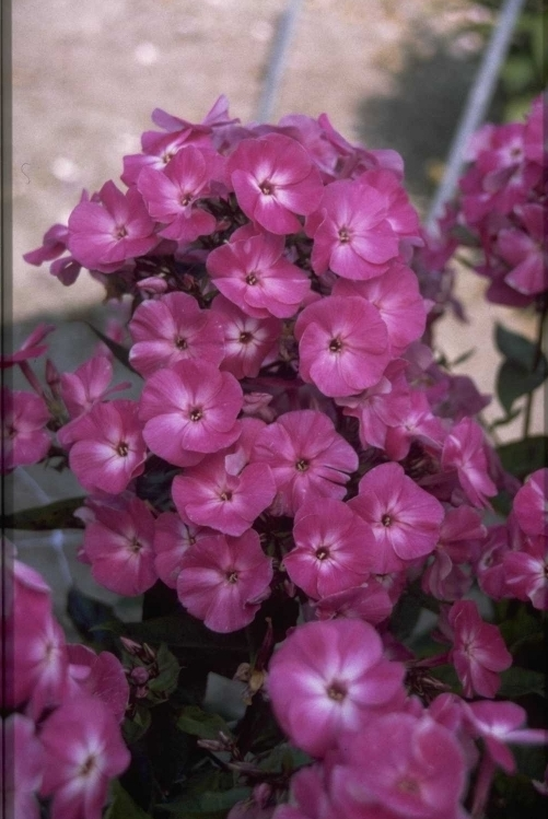 Flox - Phlox 'Wilhelm Kesselring'