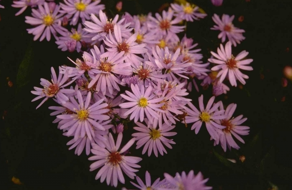 Aster 'Little Carlow'