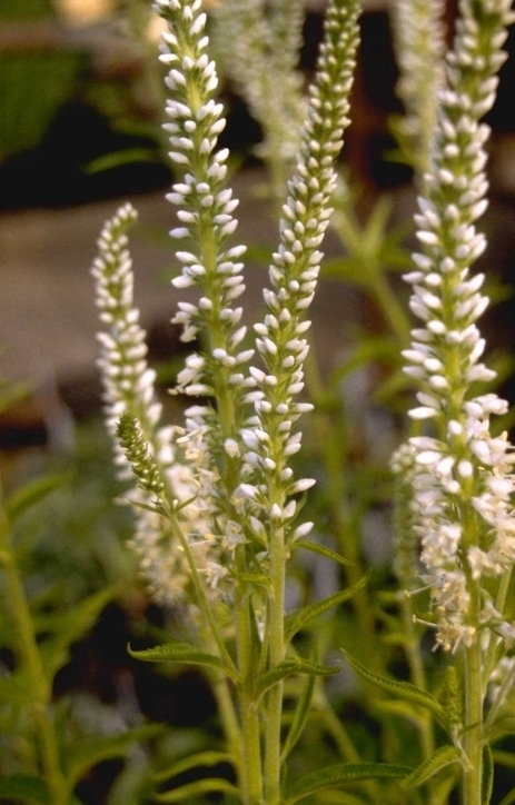 Langfüßiger Wegerich - Veronica longifolia 'Schneeriesin'