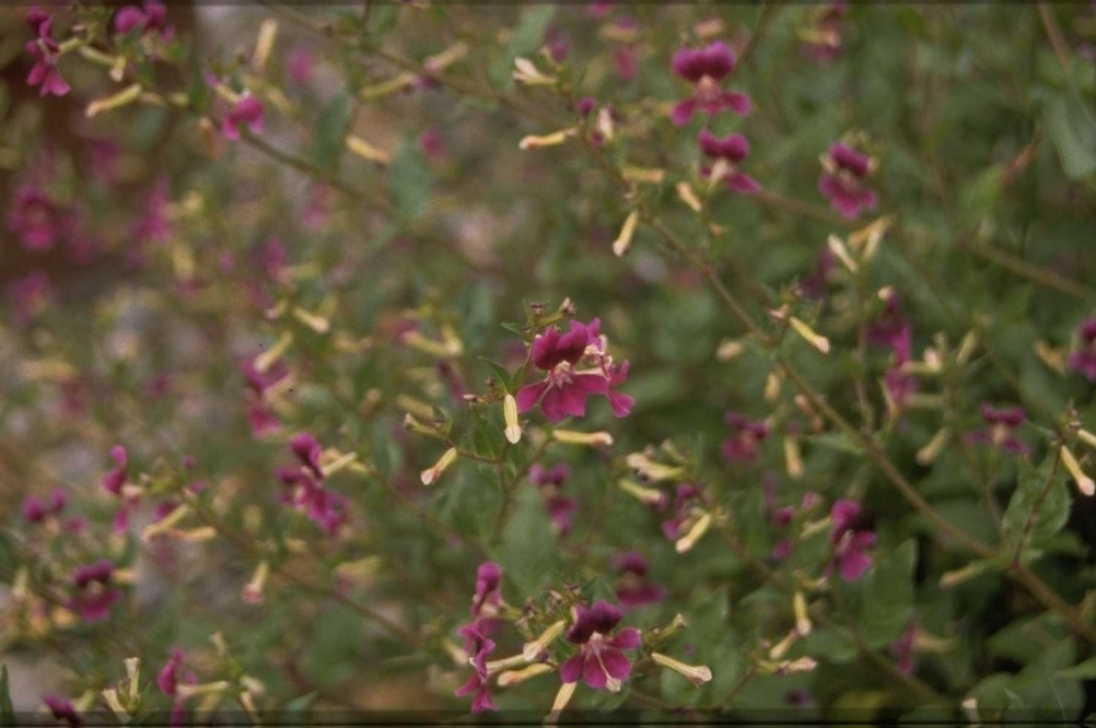 Cuphea 'Cuphea pallida'