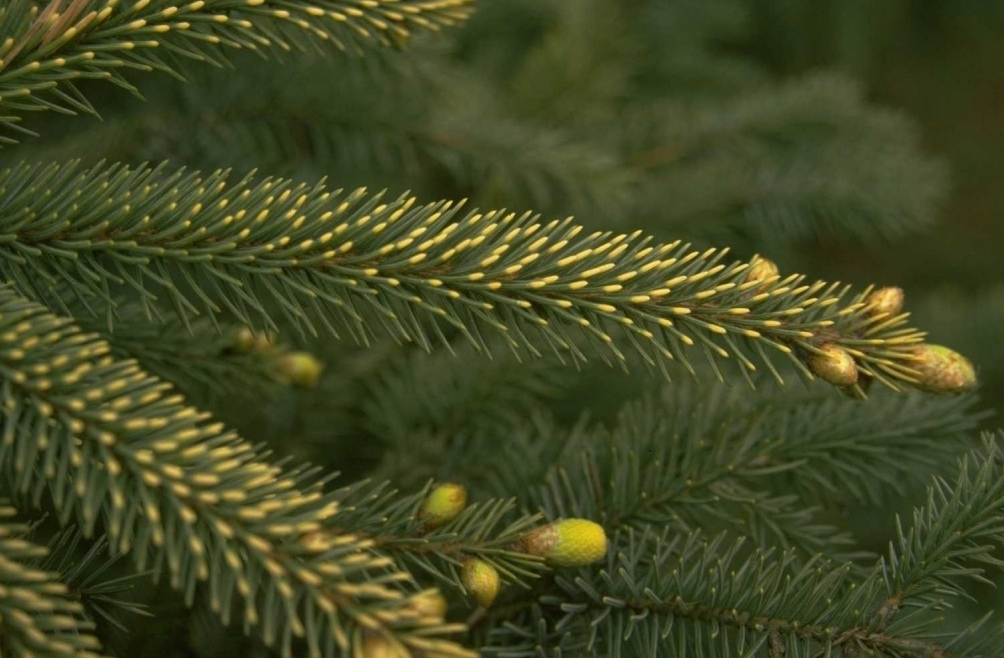 Picea mariana 'Aurea'