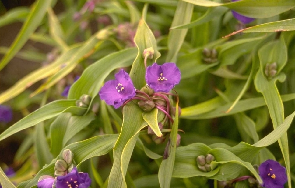 Tradescantia 'Leonora'