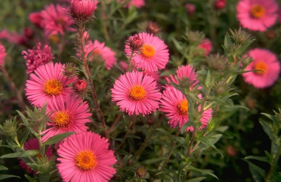 Herfstaster - Aster novae-angliae 'Andenken an Alma Pötschke'