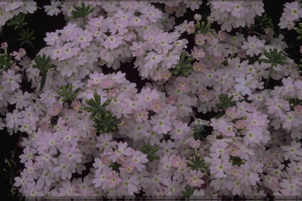 Verbena - Verbena 'Romance Silver'