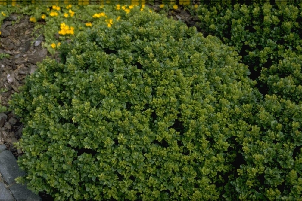 Zuurbes - Berberis buxifolia 'Nana'