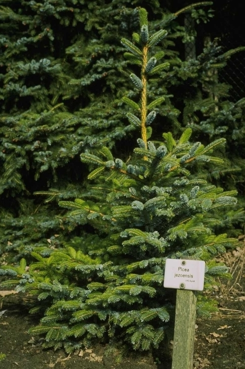 Kanadische Fichte - Picea glauca 'Coerulea'.