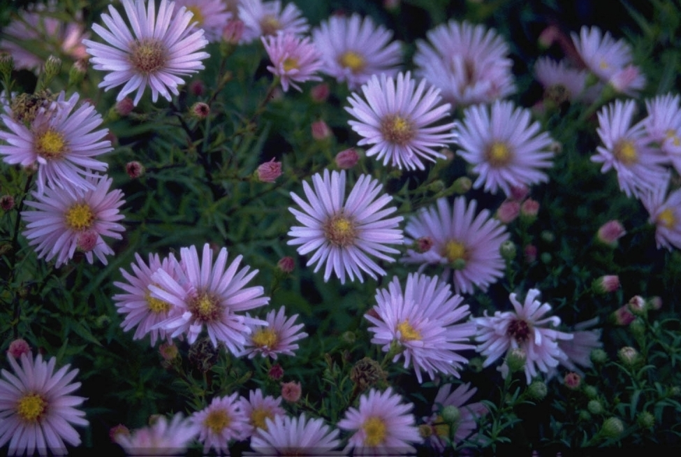 Aster 'Peter Harrison'