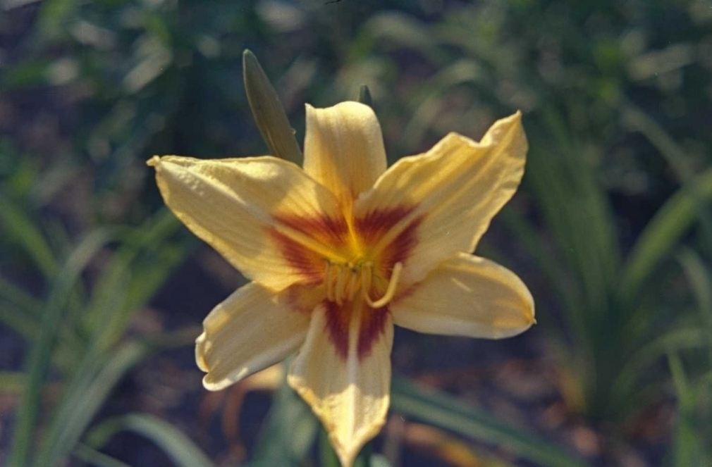 Daglelie - Hemerocallis 'Bonanza'