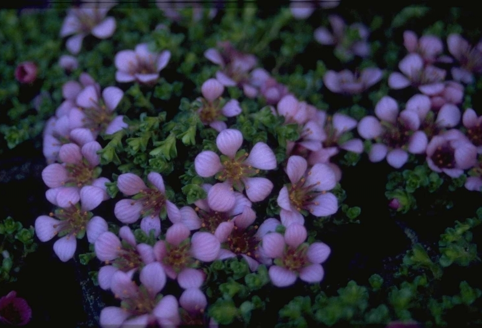 Saxifraga oppositifolia var. latina