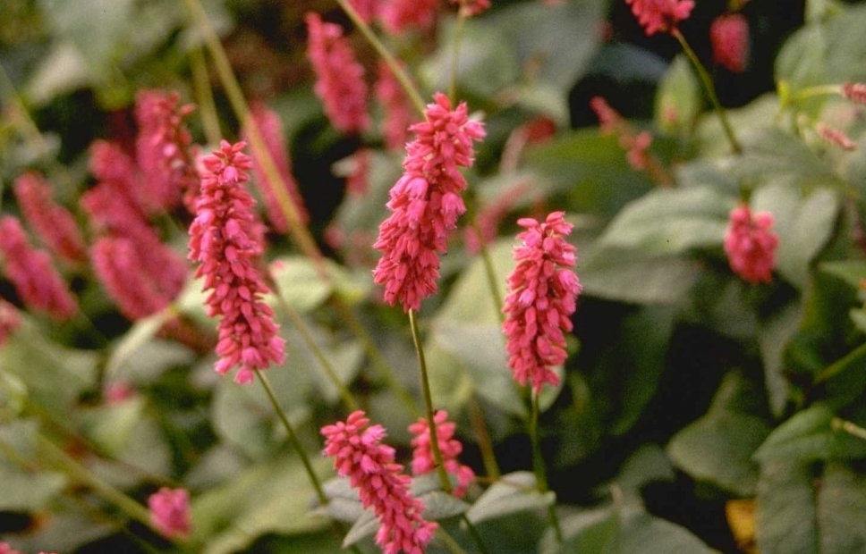 Duizendknoop - Persicaria amplexicaulis