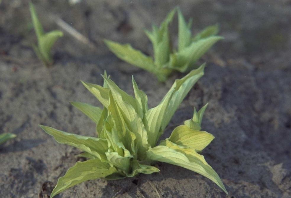 Hartlelie - Hosta 'Fortunei Aurea'