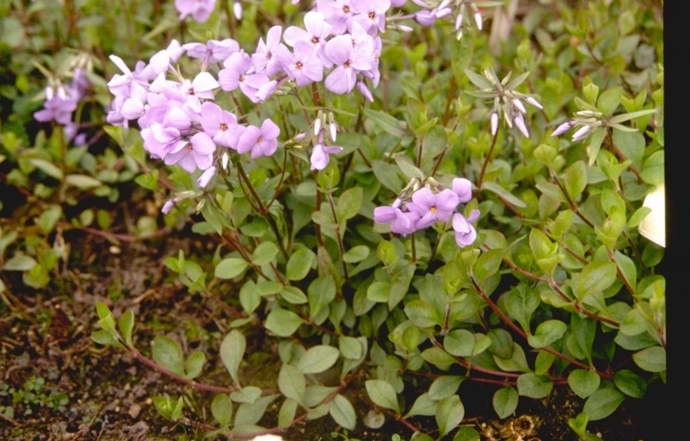 Phlox stolonifera 'Blue Ridge'