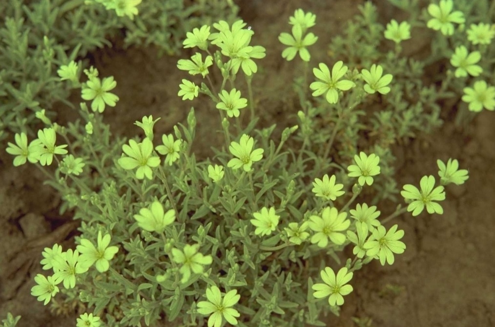 Cerastium tomentosum 'Silberteppich'