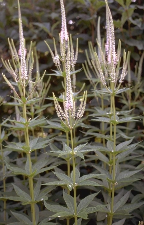 Zwarte ereprijs - Veronicastrum virginicum 'Alboroseum'