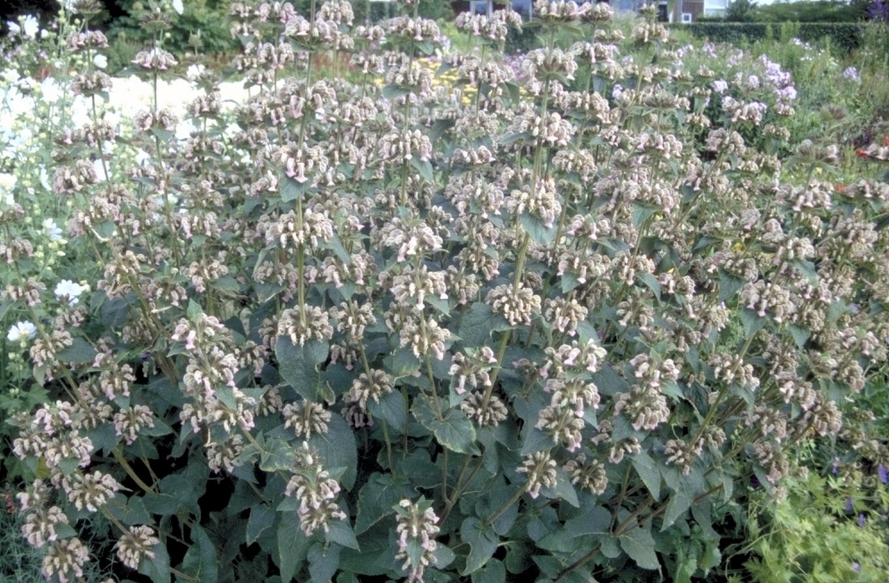 Brandkruid - Phlomis samia