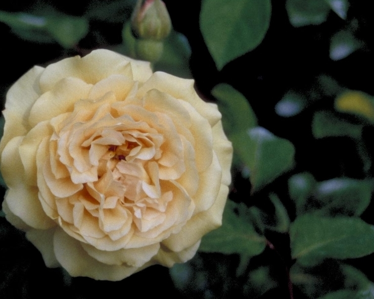 Leiroos - Rosa 'Buff Beauty'