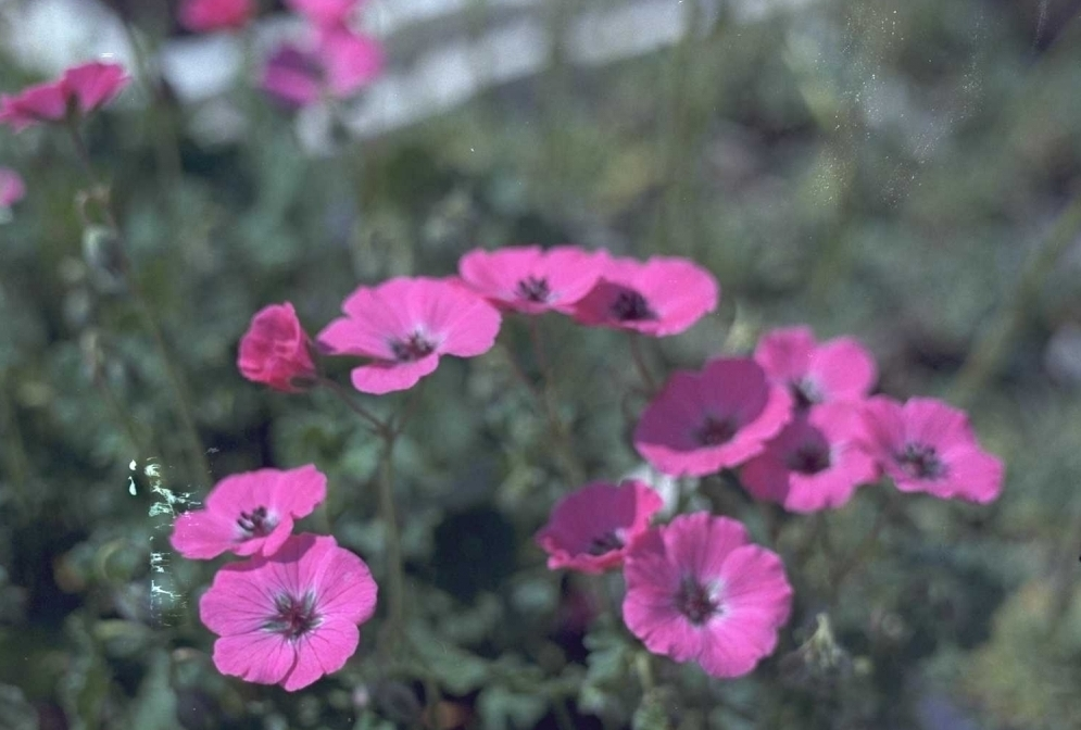 Ooievaarsbek - Geranium cinereum var. subcaulescens