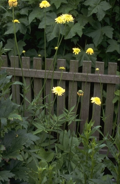 Cephalaria gigantea