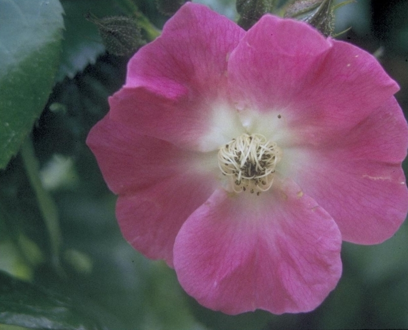 Ramblerroos - Rosa 'American Pillar'